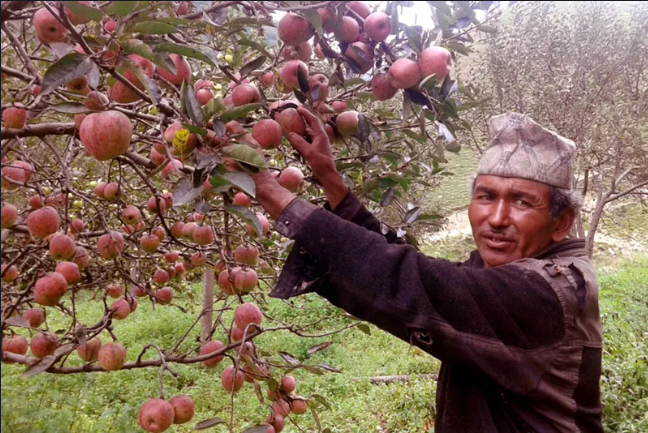 Jumla Apple – Nepal’s High-Altitude Treasure